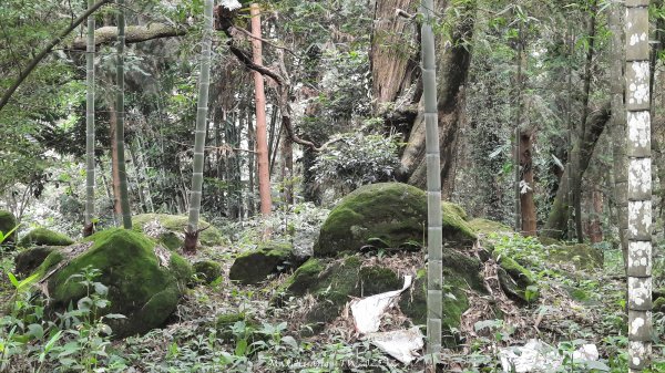 《南投》竹林茶園｜鳳凰谷步道環鳳凰山寺O繞202506222817525