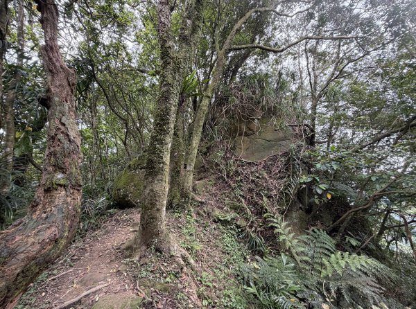 [微笑山線_第八段] 2026_0411 二格山系_筆架山南峰3035191