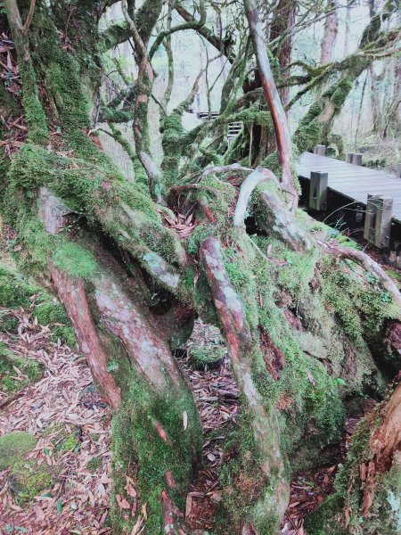 太平山檜木原始林步道1293033