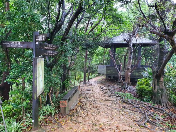 樹林山，大同山，青龍嶺，三角埔頂山，武器公園，土城明德山，四十張山，中和饅頭山，士林雙溪公園1652639