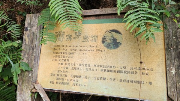 【中級山】隱藏在尖石的神秘古堡，昔日兵家必爭之地，新竹李棟山2744561
