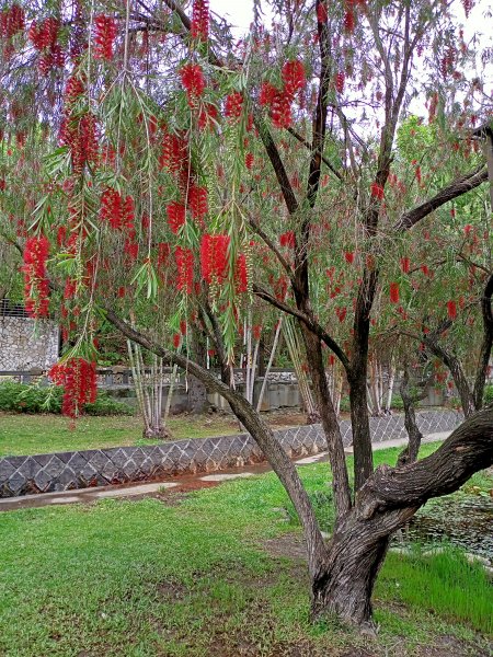 人文薈萃的北投公園、圖書館、溫泉博物館1321984