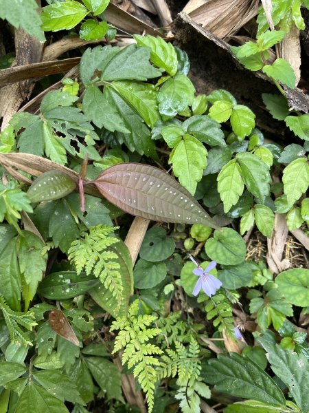 2026/02/28關刀山3008094