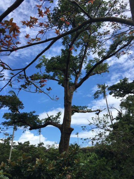 福山植物園2635109