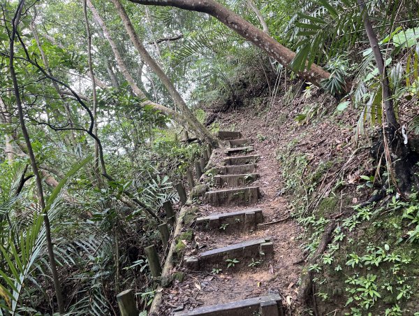 [微笑山線_第十二段] 2025_0803 五分山系_嶺腳寮山2851311