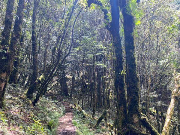 谷關七雄老大 八仙山2189726