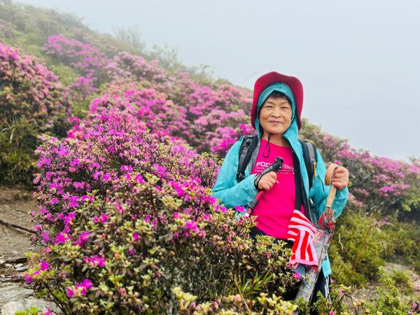 合歡北峰紅毛杜鵑盛開_202406052518336