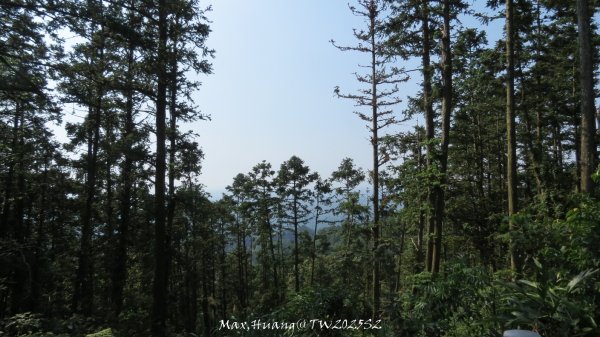 《苗栗》古道柳杉｜雲洞宮鳴鳳古道南長城步道登三湖山202505022777123