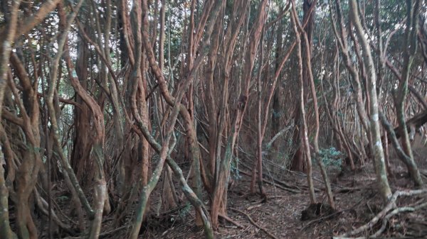 惠蓀大O聖逆走二部曲  2024年12月29日2679252