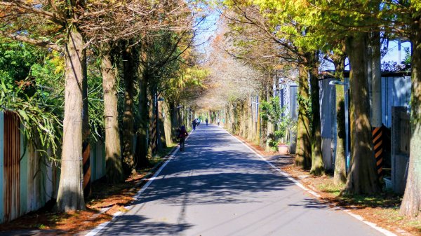 落羽松大道,龍潭大池2976176