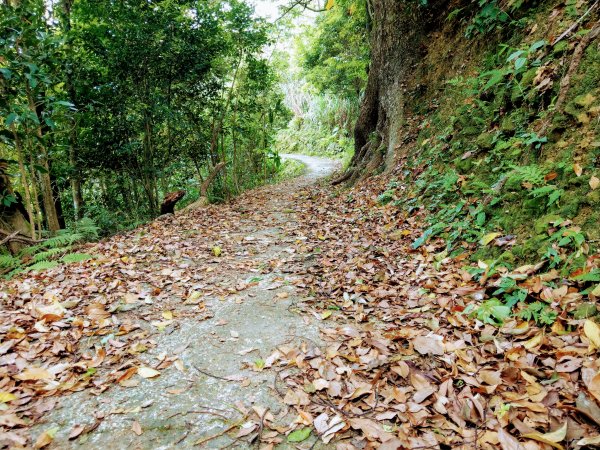 土庫岳(小百岳#14)下深坑北深路一段947505