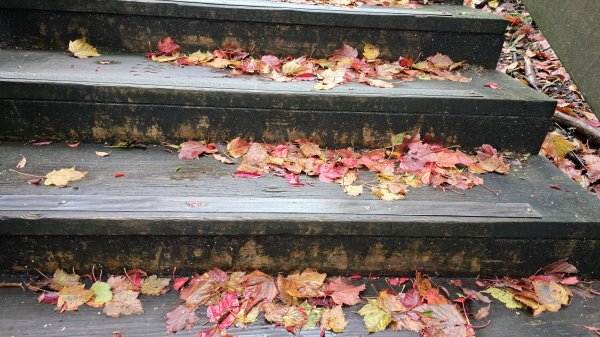 美到爆，觀霧國家森林遊樂區檜山巨木群步道2677772