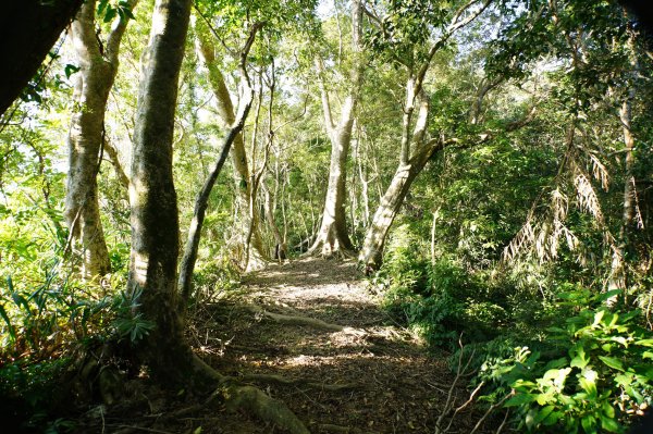 宜蘭 南澳 御恩山2892657