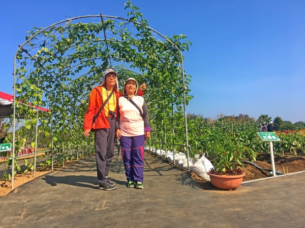 2019新社花海2019/11/12734659