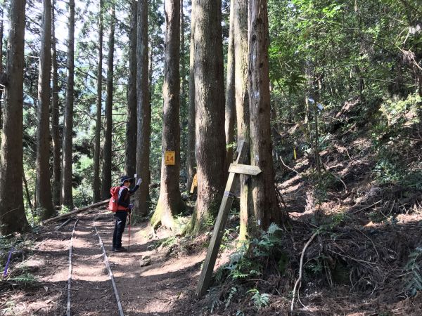 大坪上加里山環走杜鵑嶺114538