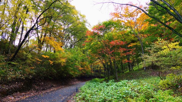 岩手縣藤原之鄉2930107