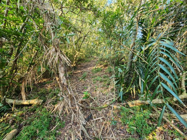 20260214磨碧潭山(坪林上三角崙山失敗中途撤退)回程順遊大尾山步道鬼子瀨尖3010917