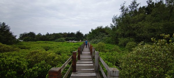 2026/06/28 新豐紅樹林生態保護區3079803