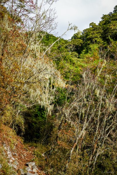 [冬訪大霸聖山岳參行]-大鹿林道東線榆金楓紅與九九山莊精選輯2974666