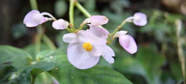 2025/10/26_馬胎古道2925718