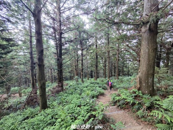 【台中和平】長壽山_肥崠山_山徑3077660