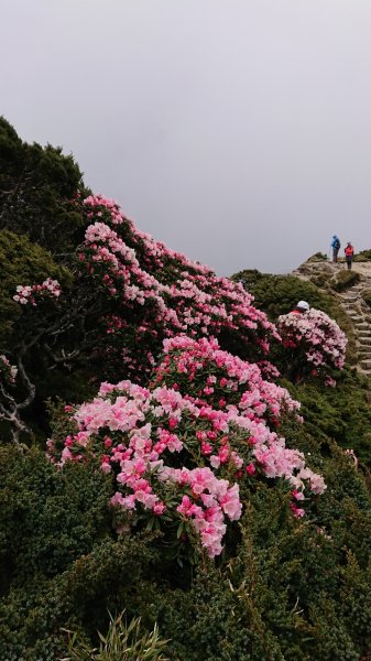 合歡山五座百岳賞杜鵑花587082