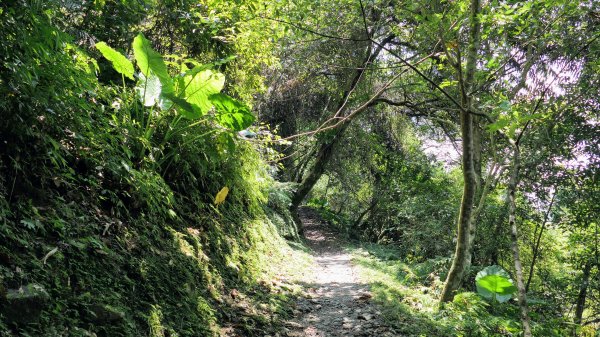 福山部落,內洞森遊區2552428