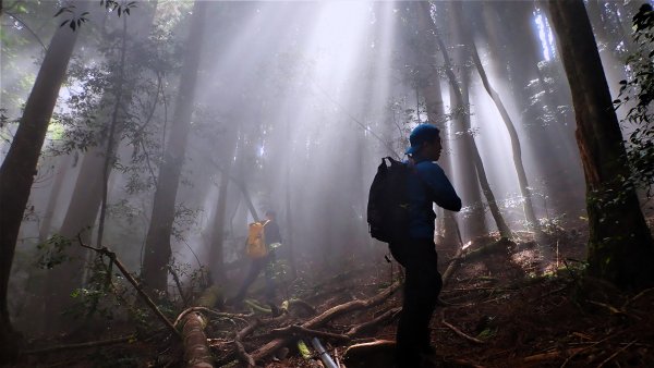 尋幽訪古遊走千年巨木和幻霧美森的樂山林道2882331
