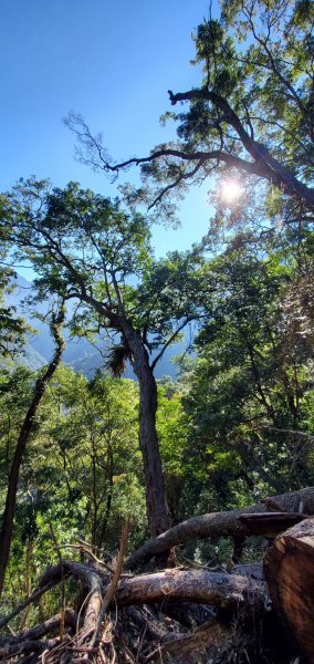 谷關七雄老大-八仙山谷關七雄主峰步道2361214