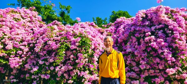 #蒜香藤 #泰山楓樹河濱公園 11/242943668