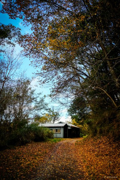 [冬訪大霸聖山岳參行]-大鹿林道東線榆金楓紅與九九山莊精選輯2974703