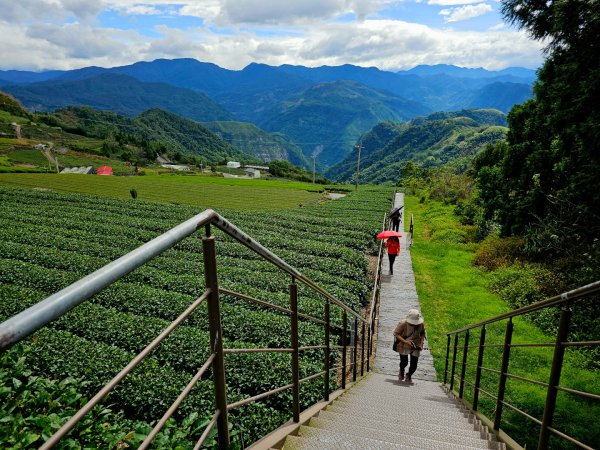 二延平步道&茶霧之道2636676