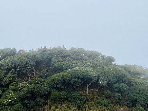 1120511合歡東峰杜鵑花2147631