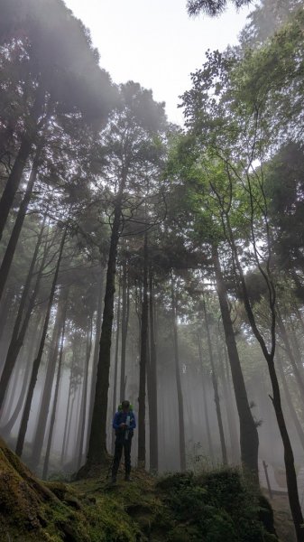 阿里山森林遊樂區2165551