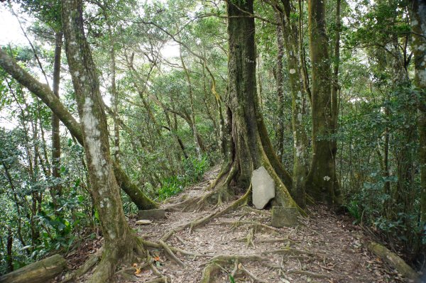 苗栗 獅潭 仙山、大窩山2984272