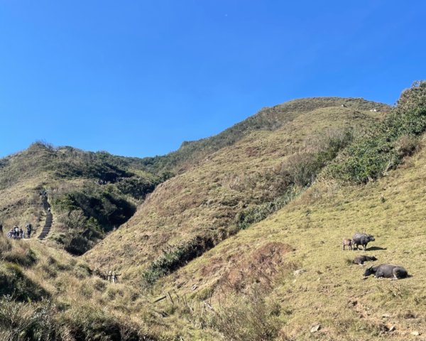 上草嶺古道芒草季看水牛🐃2657786