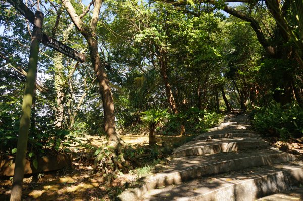 紅淡山步道2021168