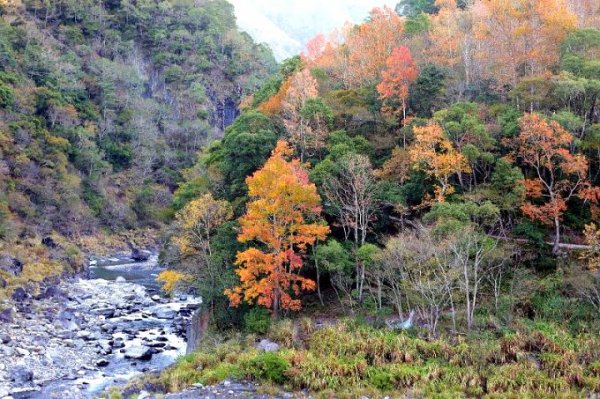 【新竹】秀巒登芝生毛台山順賞楓~