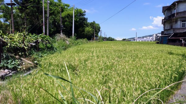 天送埤,拳頭姆步道2542504