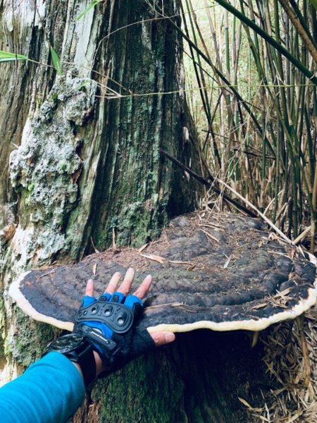 逆走雪山西稜下志佳陽1041340