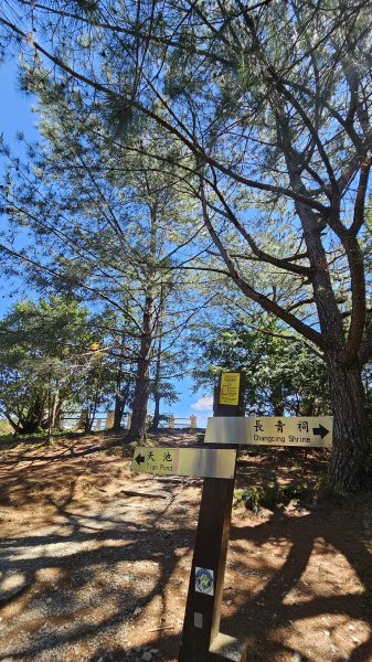 【被遺忘的南橫仙境】中之關、天池步道O繞10K2798195