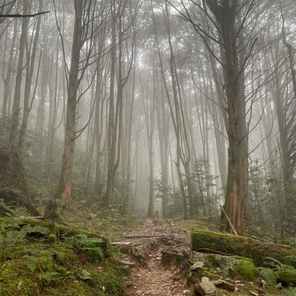 稍來山與藍腹鷴的邂逅2117908