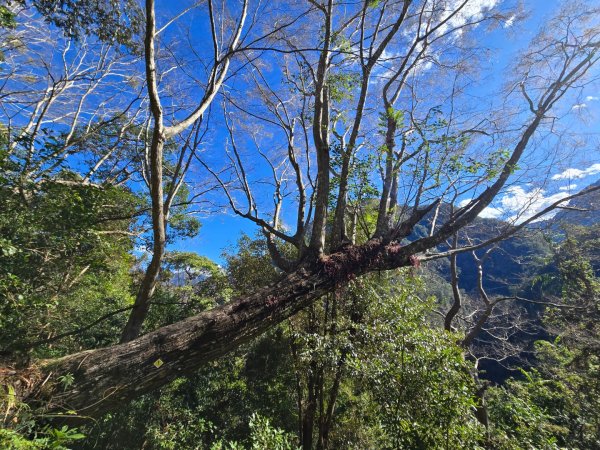 八仙山森林遊樂區、佳保台山2712659