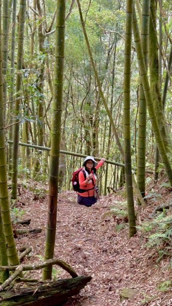 豹牙登山口上鳳凰山/小百岳#533069697