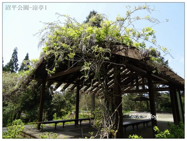 阿里山慈雲寺の紫藤2782149