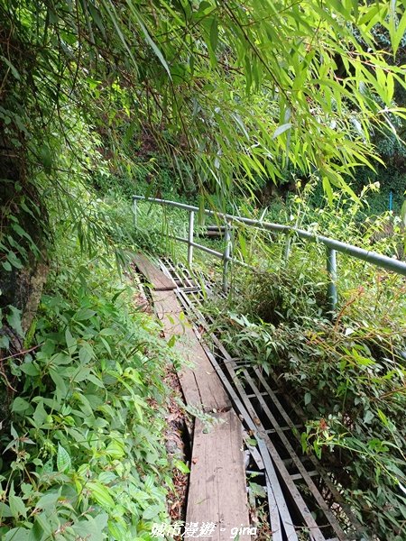 【嘉義縣阿里山鄉】避暑山林芬多精。 石山引水道步道、鹿林前山瀑布2280178