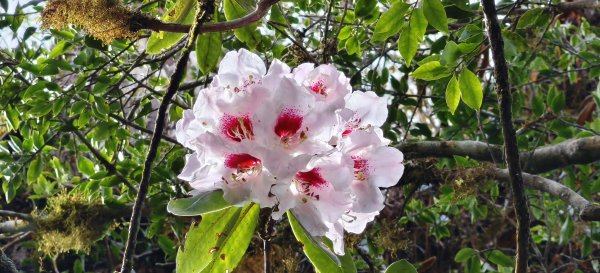 2025/04/04_加里山登山步道2755042