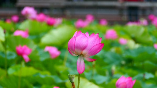 台北植物園3051151