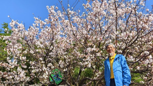 #中山樓 #陽明公園 #十八份 #墨染櫻 #吉野櫻 #唐棉 #小實女貞 #大紅蛺蝶 #夕陽 3/13017018