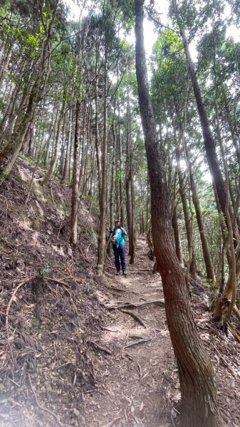 尖石🌳羅山林道野營-油羅山-竹苗小百岳3133073